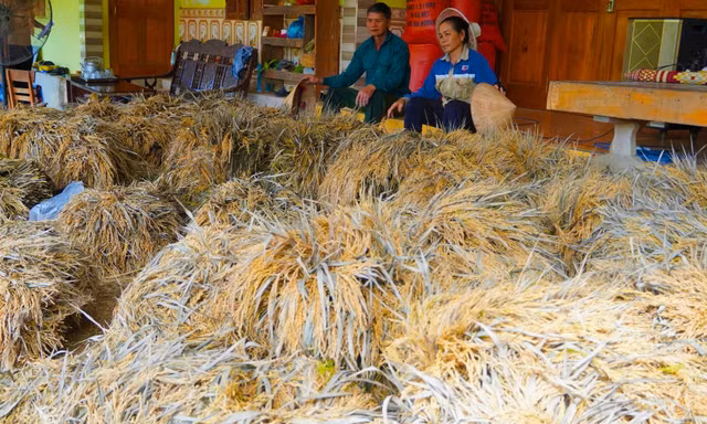 Nhiều ha lúa nảy mầm, nông dân thiệt hại hàng tỷ đồng