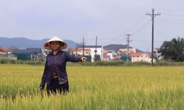 Nông dân 'đứng ngồi không yên' vì nguy cơ mất trắng hơn 150ha lúa