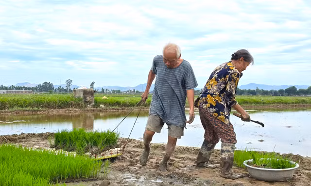 Trả công gần nửa triệu một ngày, người dân vẫn khó kiếm thợ cấy thuê