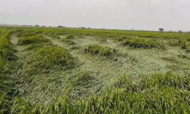 Không khí lạnh, mưa lớn tại Huế gây thiệt hại nặng cho sản xuất nông nghiệp