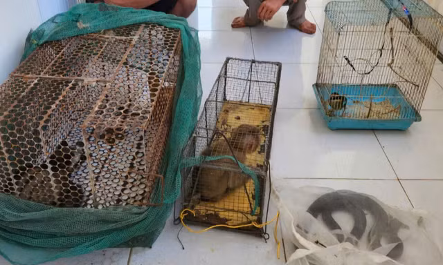 Bắt quả tang 2 đối tượng săn bắt, vận chuyển nhiều động vật rừng nguy cấp, quý hiếm