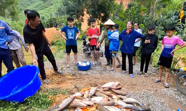 Vụ cá trong 4 ao chết hàng loạt: Đầu độc ao cá vì mâu thuẫn với hàng xóm