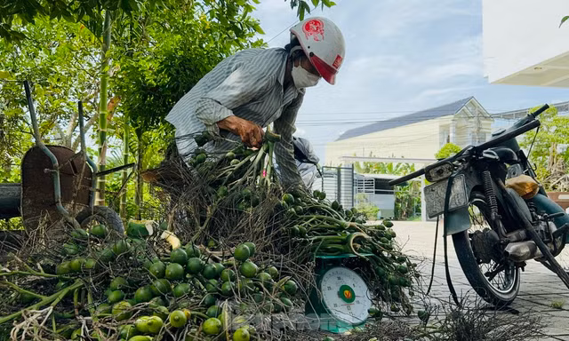 Thấy gì từ việc giá cau tăng sốc rồi ‘bốc hơi’? 