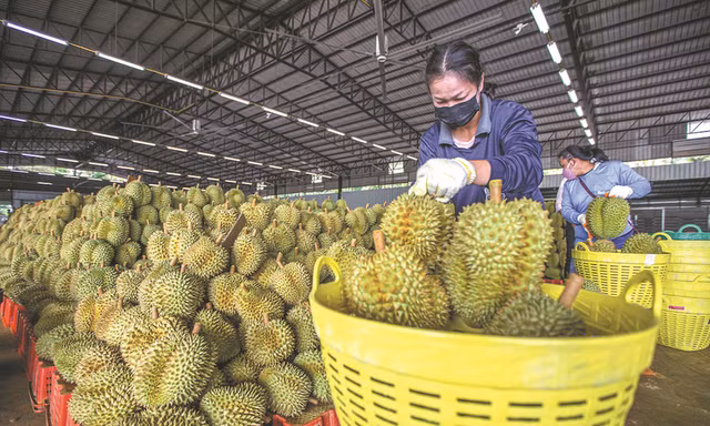 Rốt ráo kiểm tra, xác minh sầu riêng nhiễm Cadimi