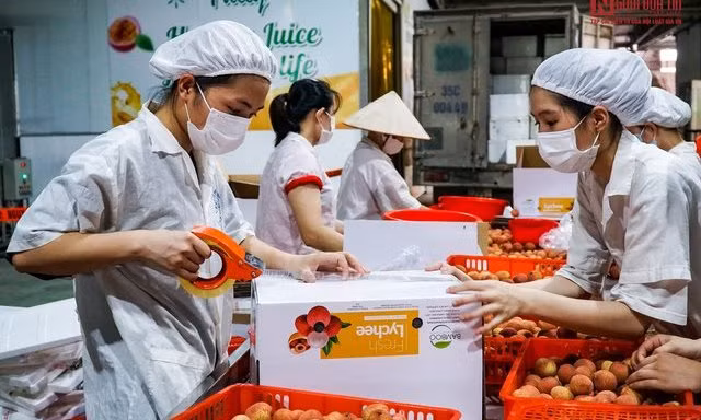 ‘Cháy hàng’ vải thiều xuất Mỹ, Nhật, châu Âu 