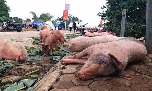 Tiêu hủy hơn 36.000 con lợn do nhiễm dịch tả châu Phi