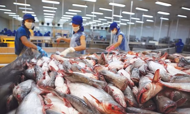 Cục Thú y bị tố đánh tráo khái niệm, gây khó cho doanh nghiệp?