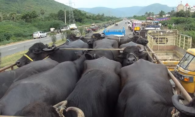 Kiểm tra trên toàn quốc cơ sở cho trâu bò ăn chất tạo nạc