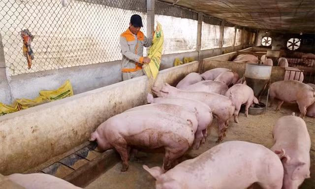 Giá lợn hơi tăng mạnh, cán mốc 75.000 đồng/kg