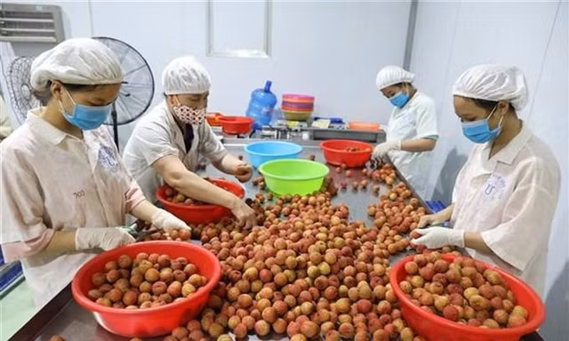 Xuất khẩu nông sản tăng vọt, Bộ Nông nghiệp và Phát triển Nông thôn nâng mục tiêu đạt 55 tỷ USD 