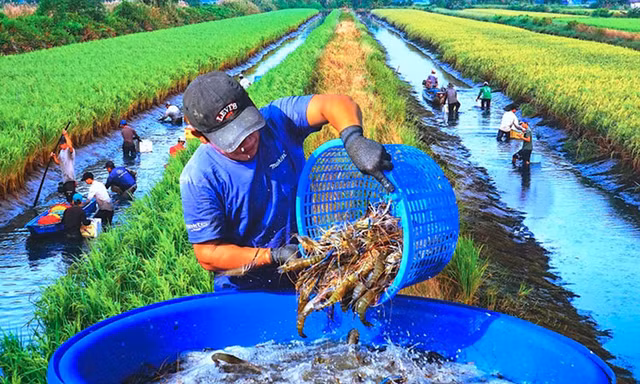 Bộ trưởng Nông nghiệp nói về nguồn thu nhập 'con tôm ôm cây lúa' 