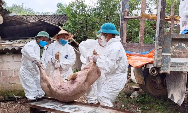 Nguy cơ dịch tả lợn châu Phi bùng phát mạnh tại 26 địa phương
