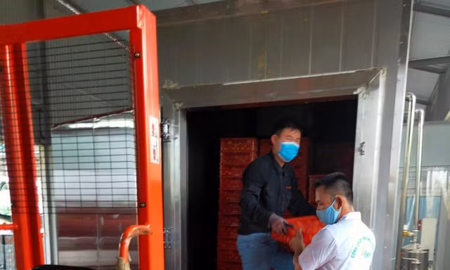 Nhật Bản cấp phép thêm 2 cơ sở khử khuẩn vải thiều tại Hải Dương