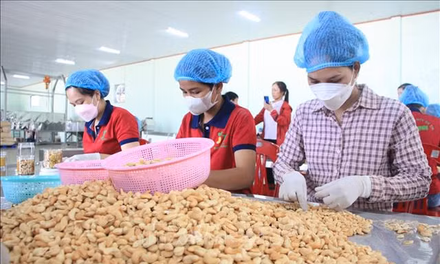 Doanh nghiệp ngành điều ‘đứng ngồi không yên’ vì đối tác bẻ kèo