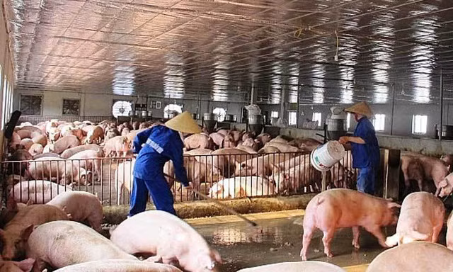 Giá lợn hơi giảm mạnh, người chăn nuôi bất an