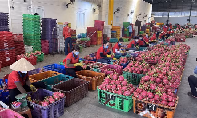 Thông tin bất ngờ vụ siêu thị Anh dừng bán thanh long Việt Nam