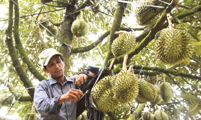 Sầu riêng Việt rộng cửa xuất chính ngạch sang Trung Quốc