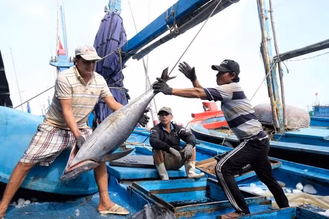 Thông tin quan trọng việc Việt Nam gỡ 'thẻ vàng' thủy sản