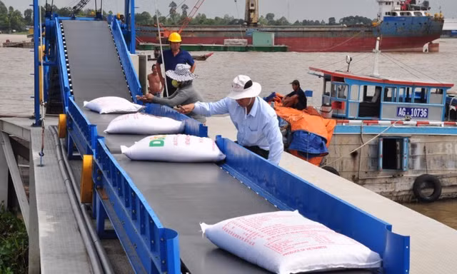 Giá gạo Việt đang tăng vù vù bỗng dưng… bất động