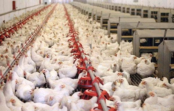 Gần 10 triệu con gà quá tuổi vẫn chưa xuất chuồng, Bộ NN&PTNT nói gì?