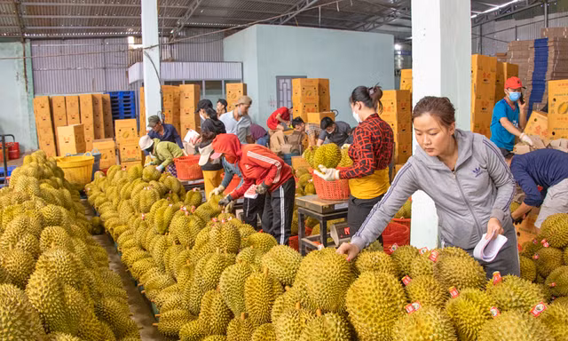 Sầu riêng rớt giá từ 200.000 đồng/kg xuống 50.000 đồng/kg