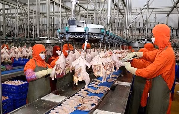 Chi hàng tỷ USD nhập khẩu thịt khi gà, lợn trong nước vừa rẻ vừa ế 