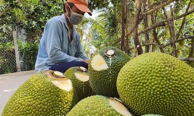 Sau thanh long, hàng chục nghìn tấn mít, bưởi, chuối cần tiêu thụ gấp