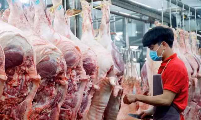 Giá lợn hơi tăng cao nhất trong vòng 1 năm 