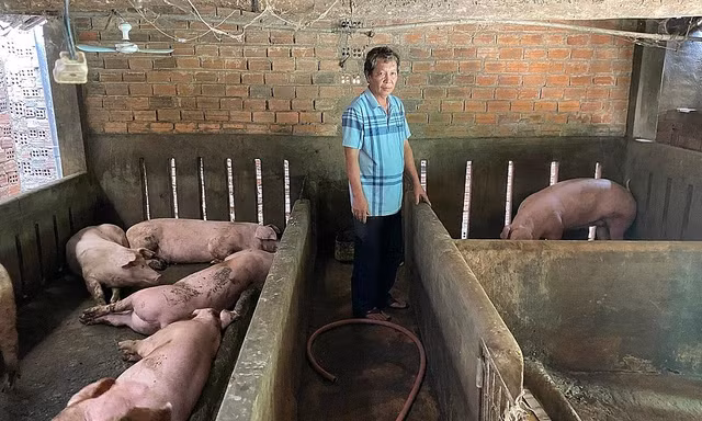 Hàng trăm con lợn bị chết do tiêm vắc xin dịch tả châu Phi sai quy trình