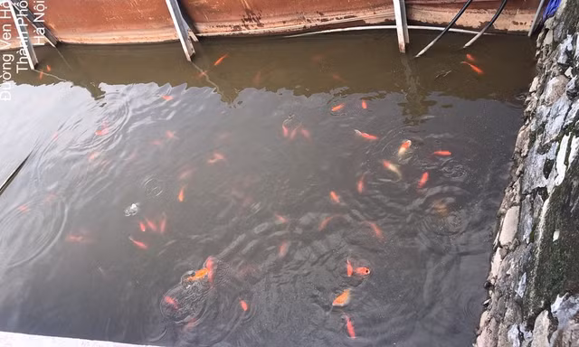 Công bố chất lượng nước Hồ Tây sau thí điểm làm sạch bằng 'bảo bối' Nhật 