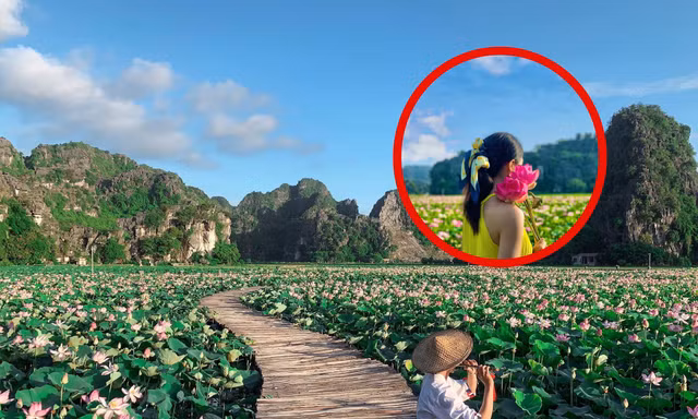 Ngỡ ngàng hồ sen nở rộ giữa Thu ở Hang Múa (Ninh Bình), giới trẻ tha hồ chụp ảnh “sống ảo“