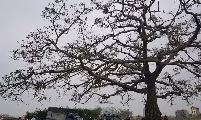 Cây hoa gạo trong “Cô gái nhà người ta” xác xơ sau khi khách du lịch đổ xô tới tham quan