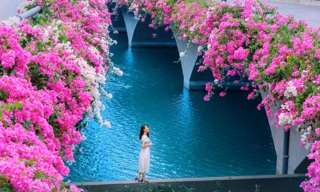 Hà Nội: Cây cầu hoa giấy bất ngờ bung nở trở lại, check-in “sương sương” có ngay ảnh đẹp!