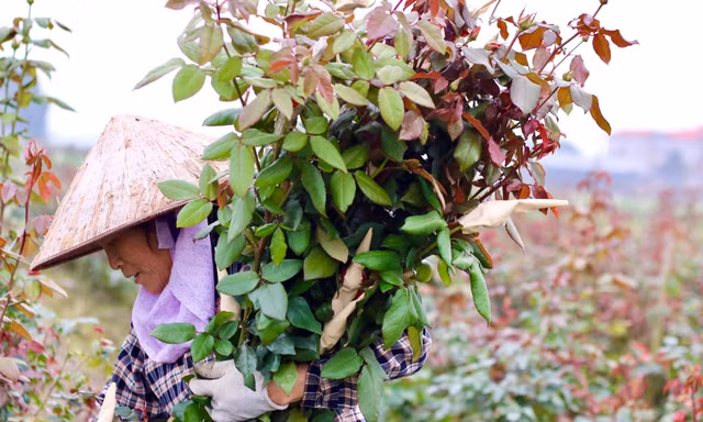 Vựa hoa lớn nhất Hà Nội trước ngày 8/3