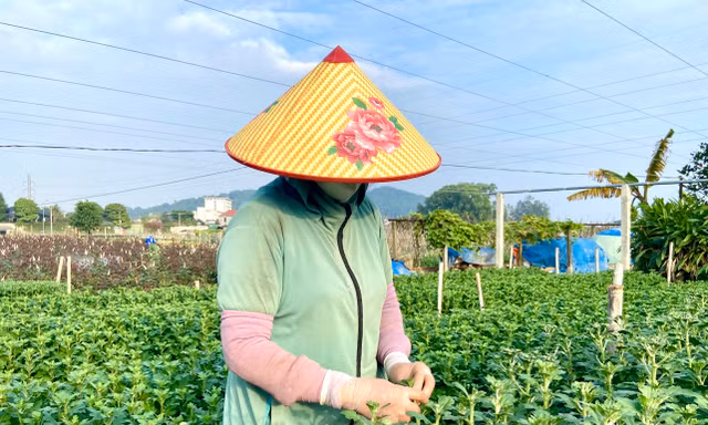 Thủ phủ hoa lớn nhất xứ Thanh: Người làm vườn trông chờ vụ Tết để 'gỡ vốn'