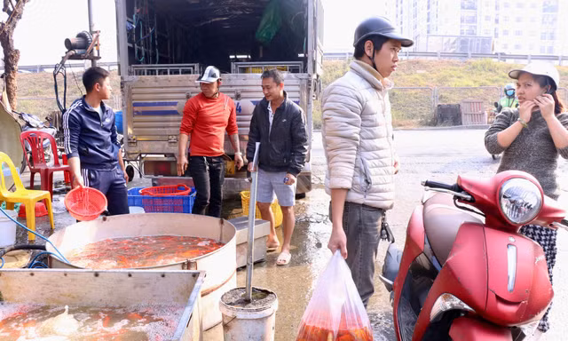 Nhộn nhịp chợ cá vàng tiễn ông Công ông Táo về trời