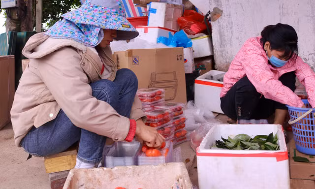 Mất mùa, người dân 'thủ phủ' nhót thất thu