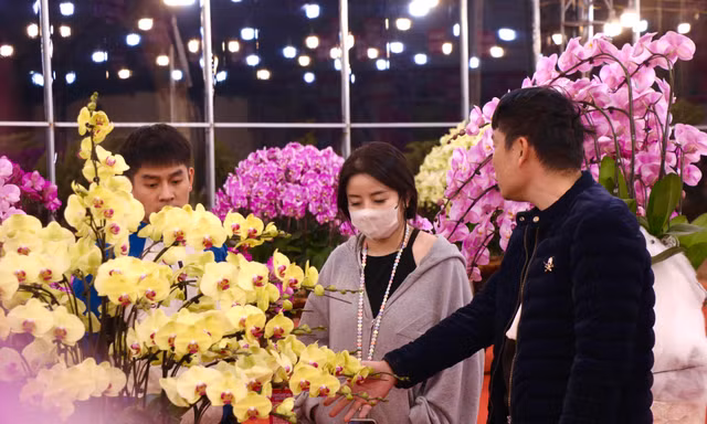Lan hồ điệp tràn ngập Hà Nội 