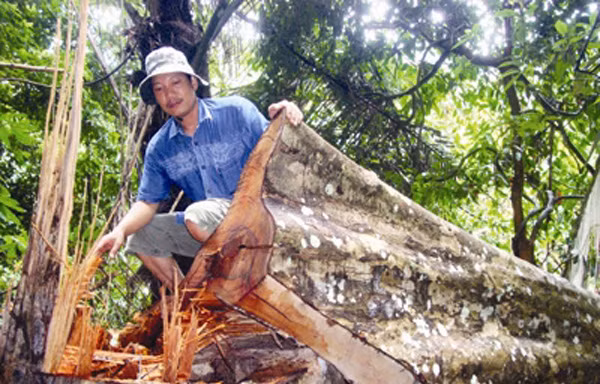 Rừng Quảng Bình đang bị tàn phá