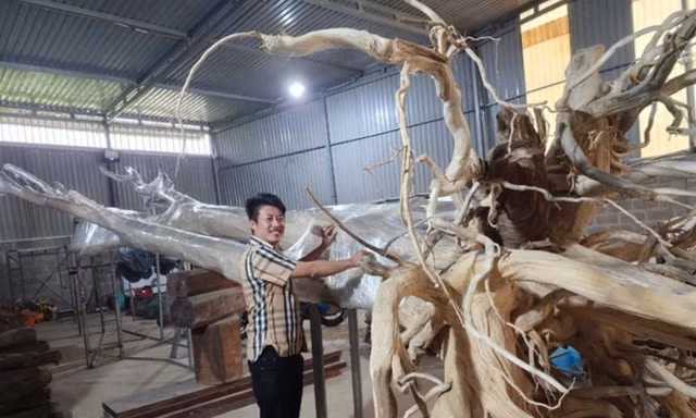 CLIP: Cây trăm tuổi ở Phú Quốc phát ra trầm hương, được dân buôn trả 40 tỉ đồng
