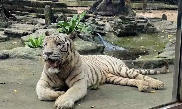 Hổ trắng 'Ngộ Không' ở Thảo Cầm Viên Sài Gòn đã chết