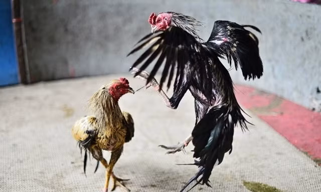 Đấu súng kinh hoàng tại sới gà, 14 người chết thảm