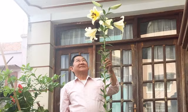 Cây hoa ly có chiều cao lạ thường ở Đà Lạt