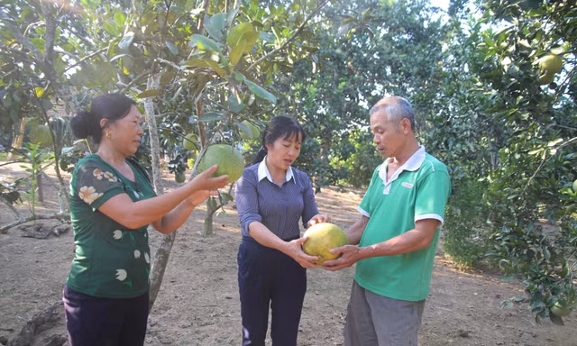 Bí quyết đưa bưởi Múc ra khỏi Lào Cai, giúp người dân phát triển kinh tế