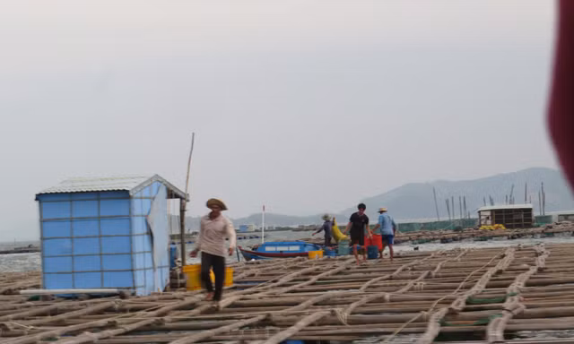 Hàng chục ngàn người nuôi tôm cá ở Phú Yên pải rời lồng bè trước buổi trưa nay ngày 10/11 - ảnh Văn Tài 