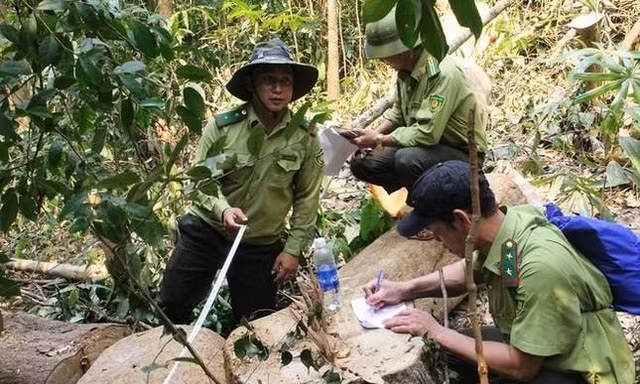 Hàng loạt kiểm lâm xin nghỉ việc