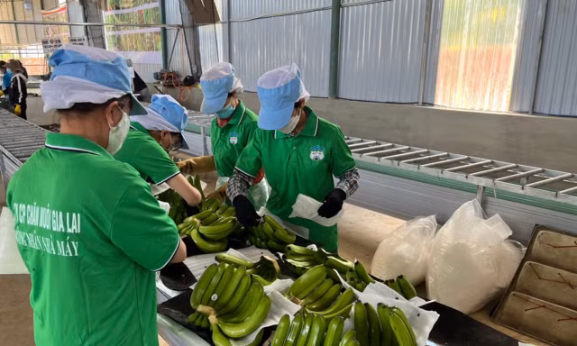 Hoàng Anh Gia Lai thu hơn 20 tỷ đồng/ngày nhờ heo và chuối