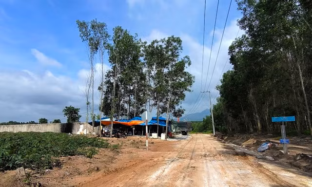 Khám xét đột xuất trại heo nghi bị dịch tả châu Phi tại Bình Thuận 