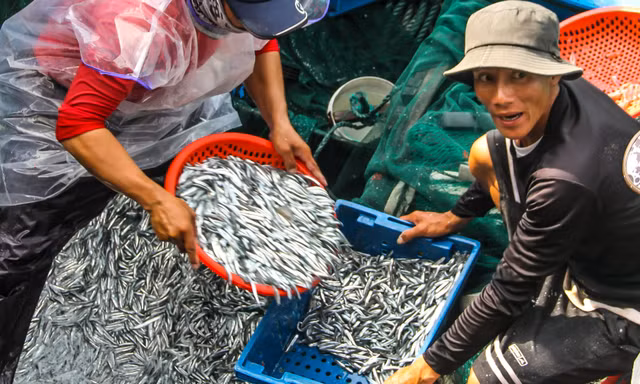Ngư dân Bình Định trúng đậm lộc biển, thu 225 tấn ruốc, cá cơm sau 3 ngày