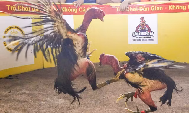 Hội chọi gà dân gian ở Bình Định